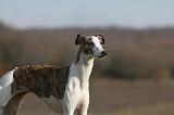 WHIPPET 357